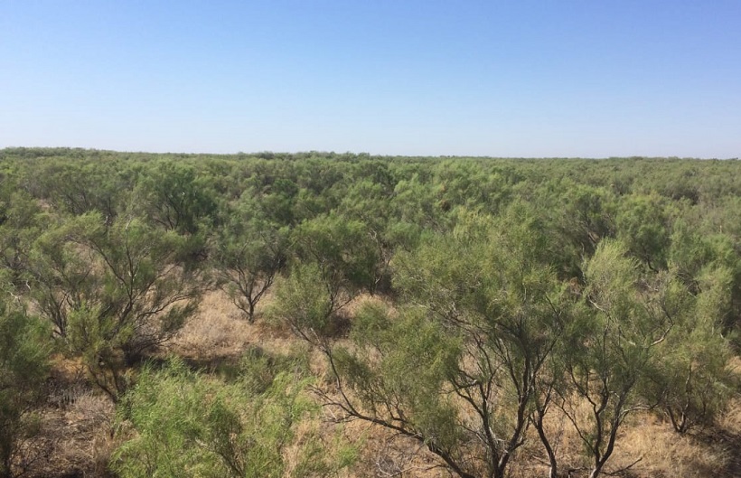 Инициативы Узбекистана по борьбе с изменением климата и экологической стабильности